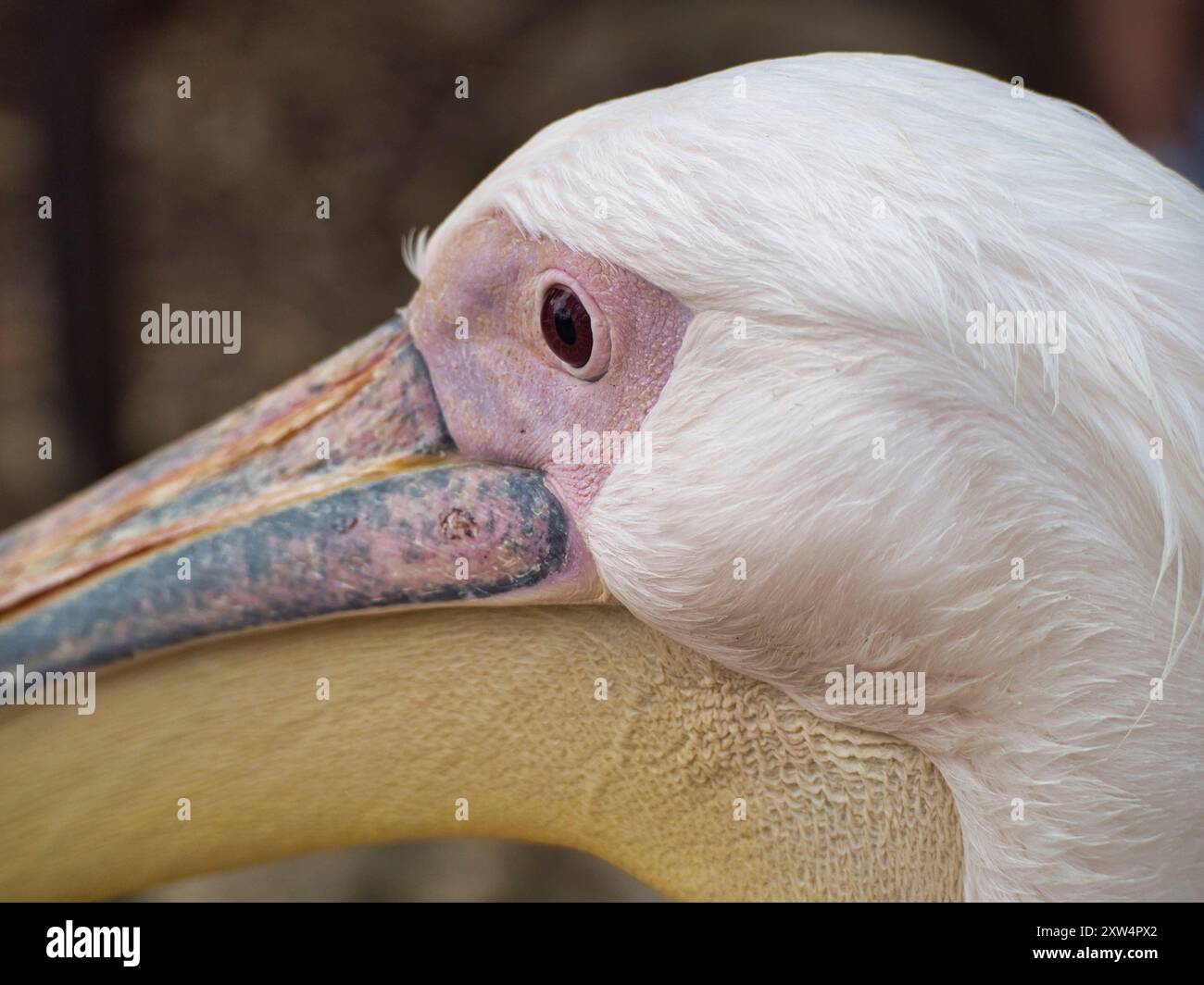 Pelikan mit Auge, Schnabel und weißen Federn aus nächster Nähe. Stockfoto