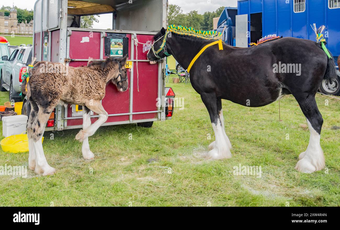 Schwere Pferde und Fohlen mit letzten Schliffen, bevor sie im Ring .... umherzogen Gargrave Show 2024 Stockfoto