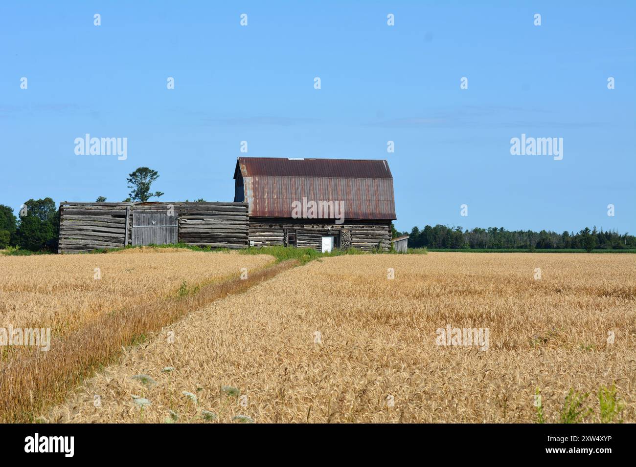 Getreidefeld in Ontario in der Nähe von Arnprior mit alter Holzscheune im Hintergrund mit blauem Himmel Stockfoto