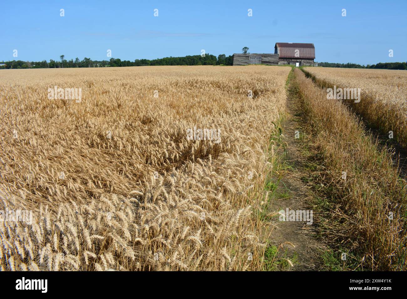 Getreidefeld in Ontario in der Nähe von Arnprior mit alter Holzscheune im Hintergrund mit blauem Himmel Stockfoto