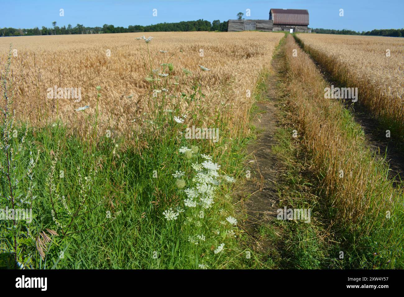 Getreidefeld in Ontario in der Nähe von Arnprior mit alter Holzscheune im Hintergrund mit blauem Himmel Stockfoto