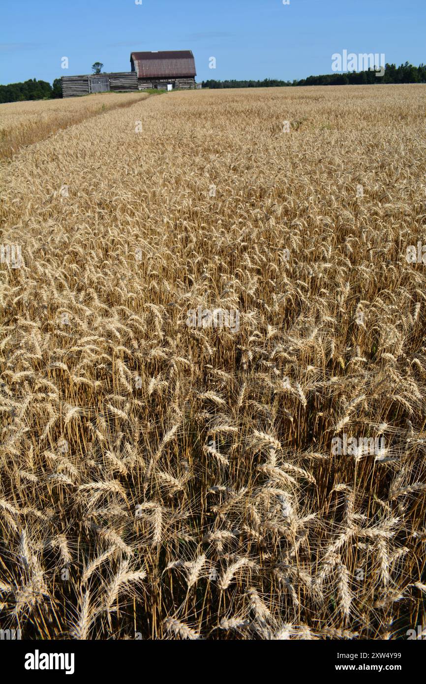 Getreidefeld in Ontario in der Nähe von Arnprior mit alter Holzscheune im Hintergrund mit blauem Himmel Stockfoto