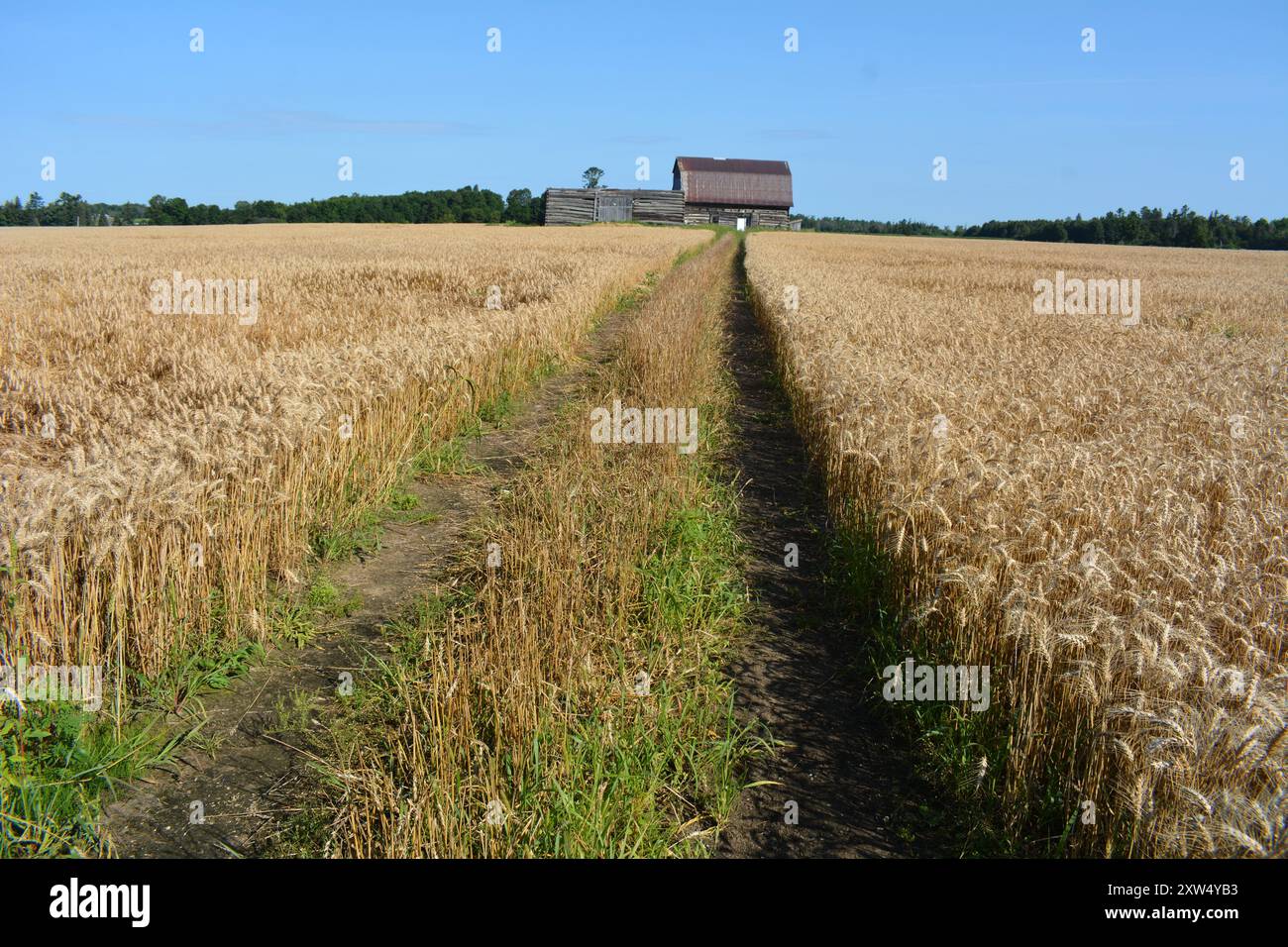 Getreidefeld in Ontario in der Nähe von Arnprior mit alter Holzscheune im Hintergrund mit blauem Himmel Stockfoto