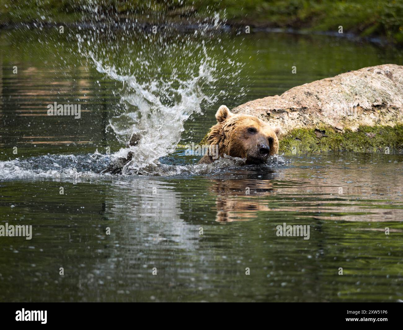 Badebär in einem natürlichen Teich. Braunbär (Ursus arctos), der nur zum Spaß mit dem Wasser spritzt. Verspieltes Wild- und männliches Tier in der Natur. Stockfoto