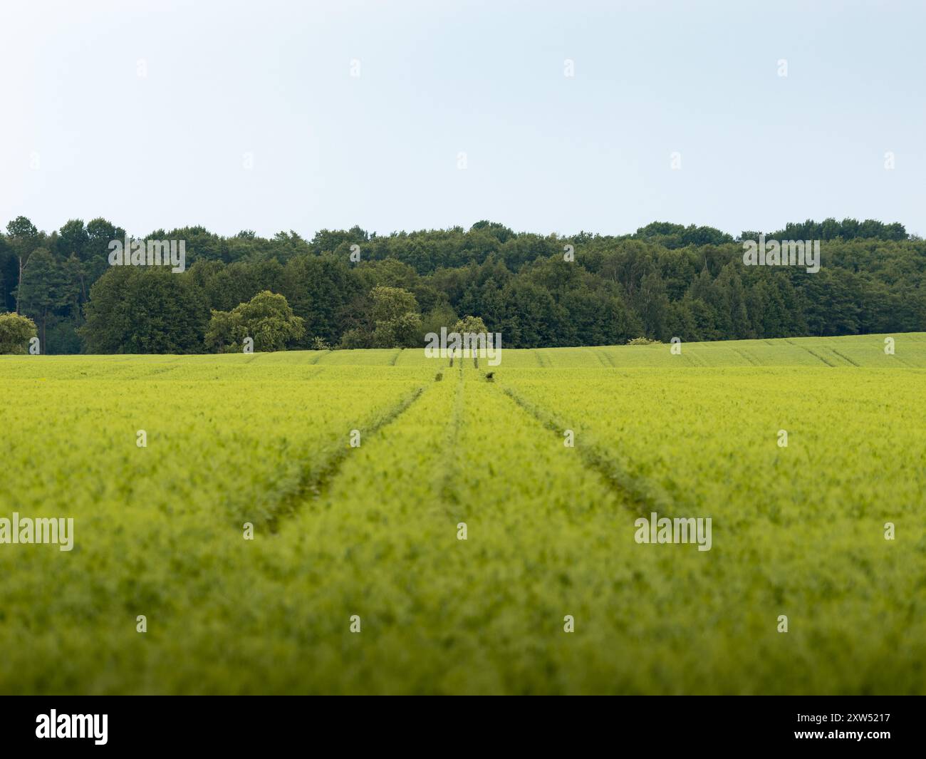 Landwirtschaftliches Feld mit Raupenketten eines Traktors oder einer großen Maschine. Kulturpflanzen, die auf einem Hektar großen Ackerland wachsen. Grüne Monokultur im Frühling. Stockfoto