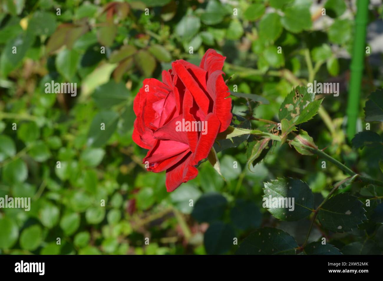 Schöne einzelne rote Rose blüht mit einem Hintergrund aus grünen Rosenblättern an einem sonnigen Sommertag. Stockfoto