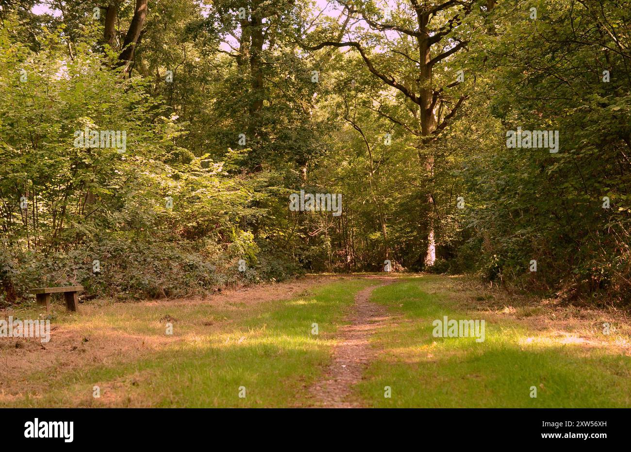 Das Foto zeigt einen Ruheplatz am Rande eines Weges im Wald. Stockfoto