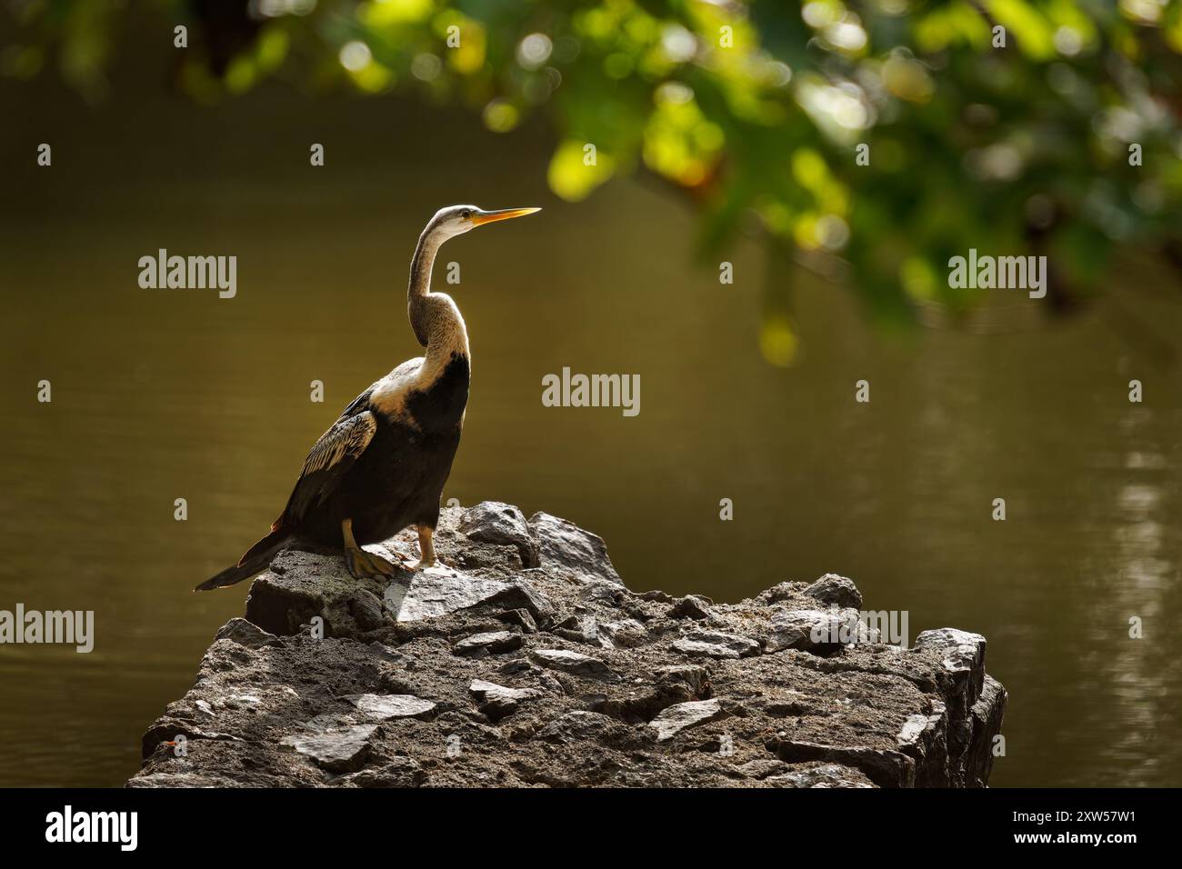 Orientalischer Darter Anhinga melanogaster Wasservogel des tropischen Südasiens genannt Schlangenvogel, langer und schlanker Hals mit geradem, spitzem Schnabel, jagt für Stockfoto Orientalischer Darter Anhinga melanogaster Wasservogel des tropischen Südasiens genannt Schlangenvogel, langer und schlanker Hals mit geradem, spitzem Schnabel, jagt für Stockfoto