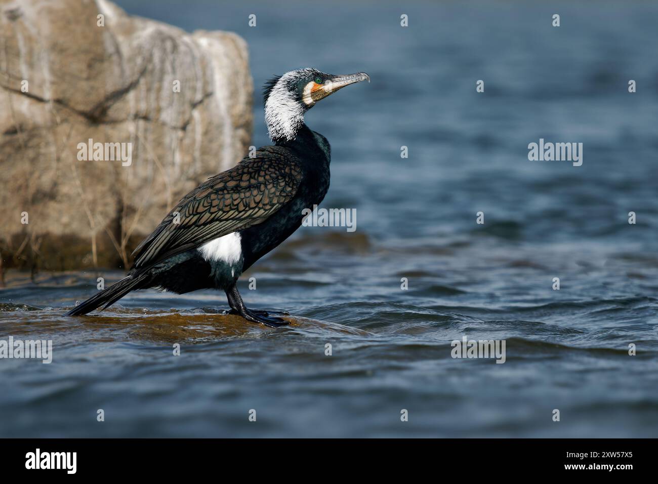 Der große Kormoran (Phalacrocorax carbo), in Neuseeland als schwarzer Shag bekannt, großer schwarzer Kormoran oder schwarzer Kormoran. Schwimmen und Jagen, bea Stockfoto