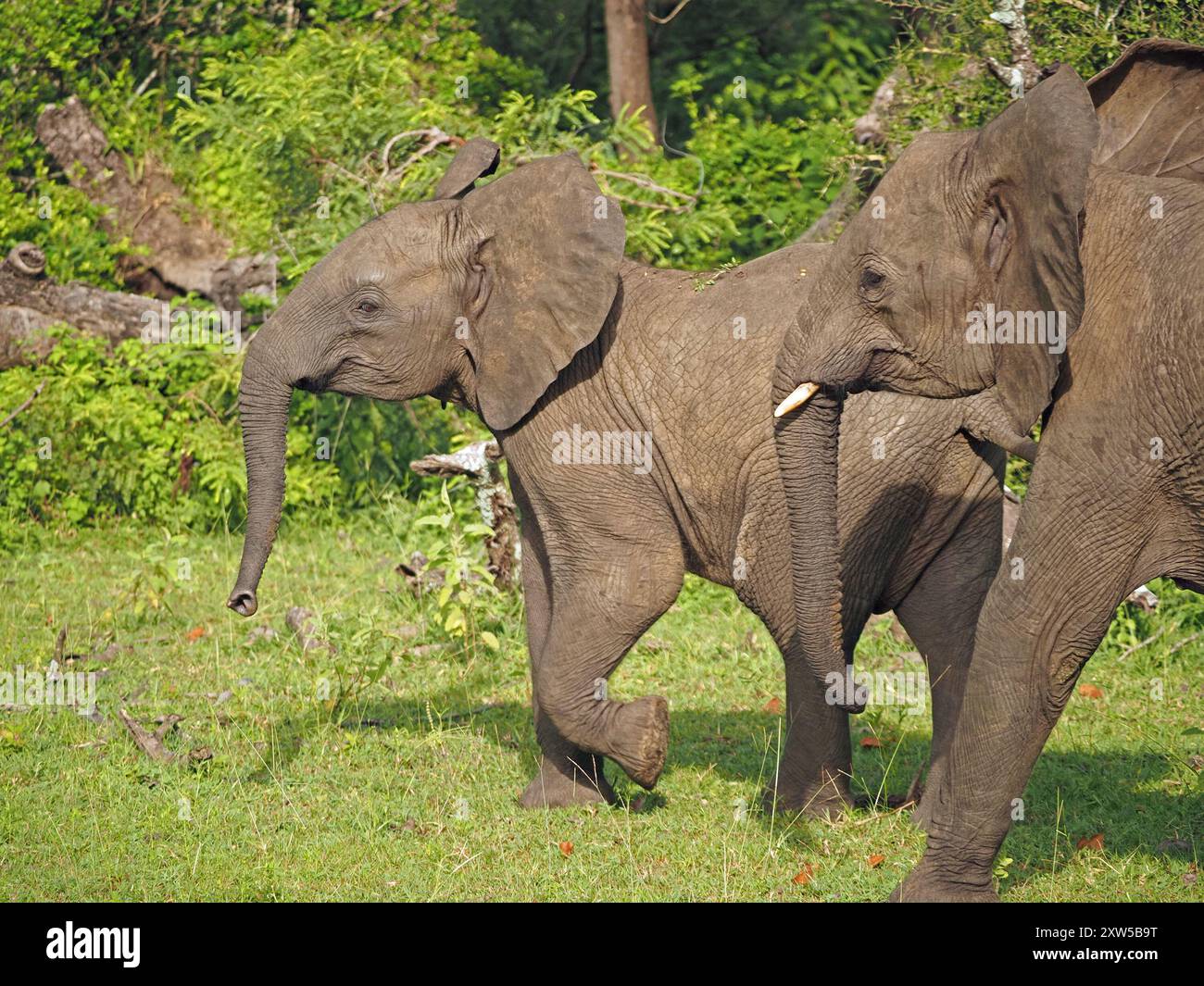 Zwei junge afrikanische Elefanten (Loxodonta Africana), die sich im Nyerere-Nationalpark in Tansania mit erhöhtem Schwanz und Ohren aufhalten Stockfoto