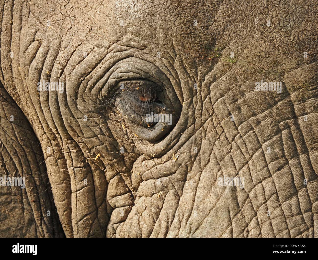 Nahaufnahme des friedlichen afrikanischen Elefanten (Loxodonta Africana) mit dicken Wimpern und faltigem Fell im Nyerere Nationalpark, Tansania Stockfoto