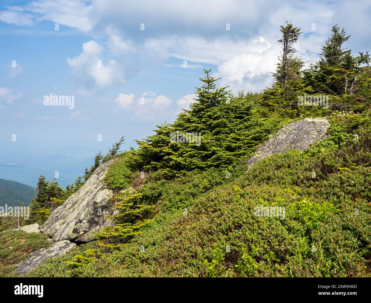 Zarte alpine Vegetation und zerklüftete Felsformationen zeigen die zerbrechliche Schönheit des hochgelegenen Whiteface Mountain-Geländes in Wilmington, wo nat Stockfoto
