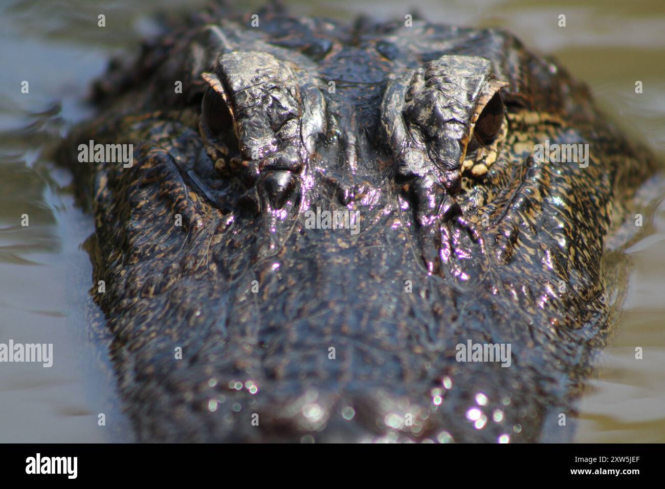 Große Alligatoren Des Pearl River In Slidell Louisiana, Auf Der Honey Island Swamp Boat Tour. Stockfoto