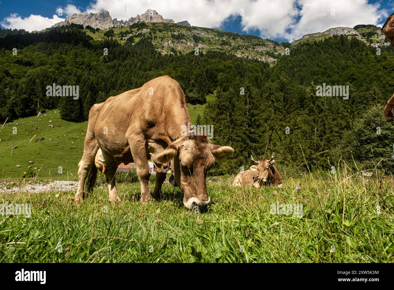 Schweizer Kuh auf Sommerweide. Kuhweiden in den Alpen. Kuh auf dem Feld. Milchkühe auf Schweizer Weide. Reife Kuh in einem grünen Feld Stockfoto