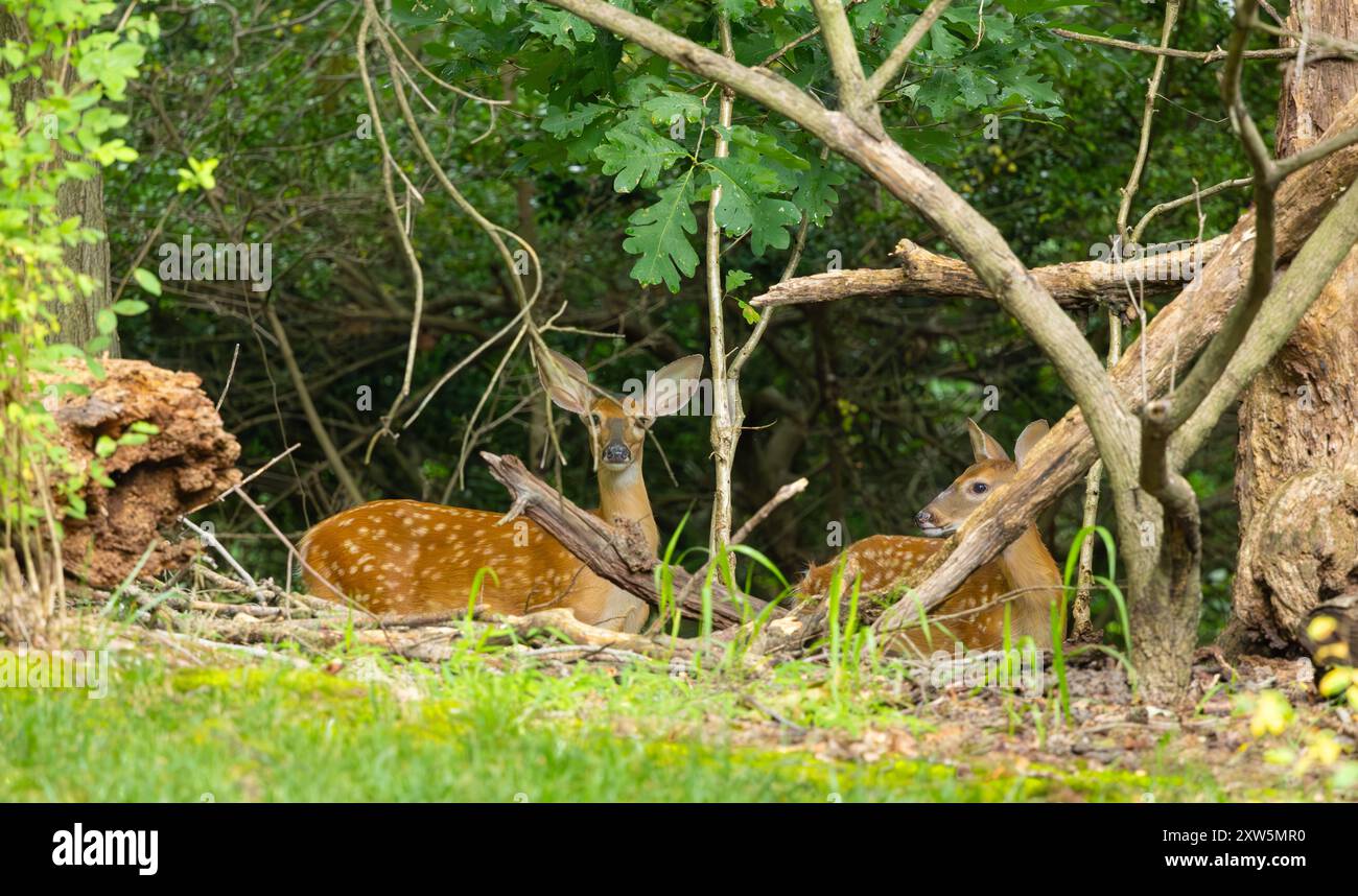 Zwei Rehkitze im dichten Busch. Zentrum von New Jersey, USA. Stockfoto