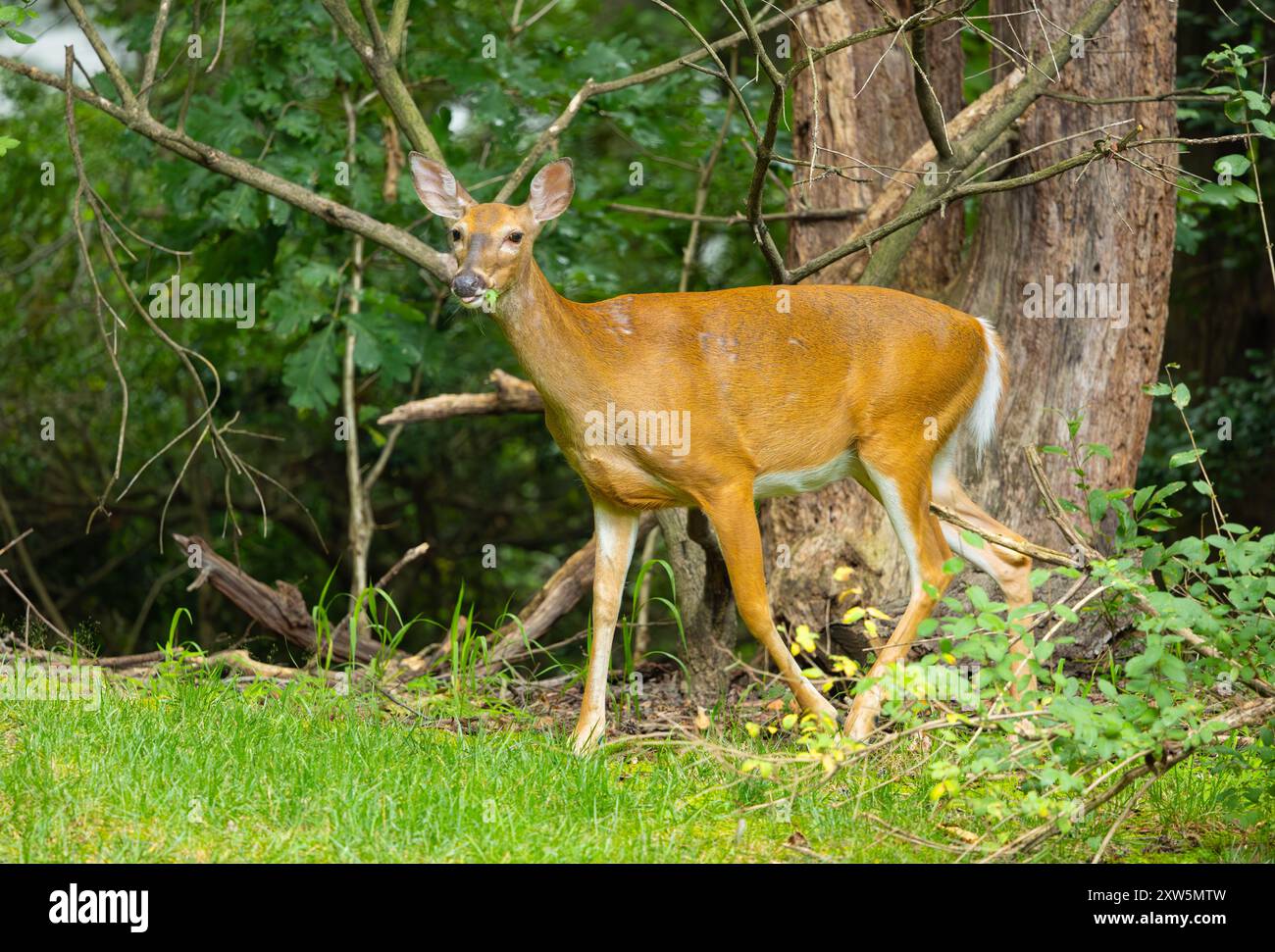 Weißschwanzhirsche leben in einem dichten Wald. Zentrum von New Jersey, USA. Stockfoto
