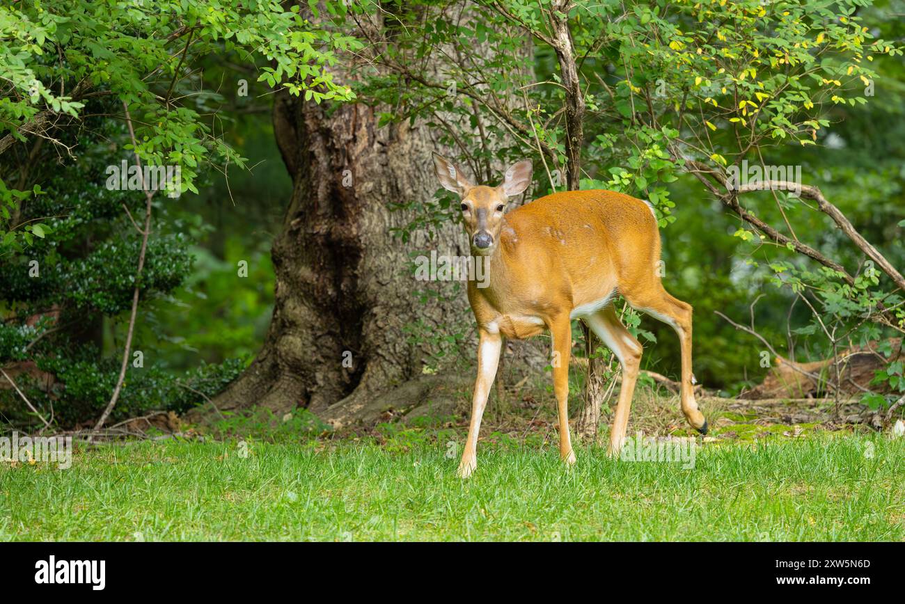 Weißschwanzhirsche leben in einem dichten Wald. Zentrum von New Jersey, USA. Stockfoto