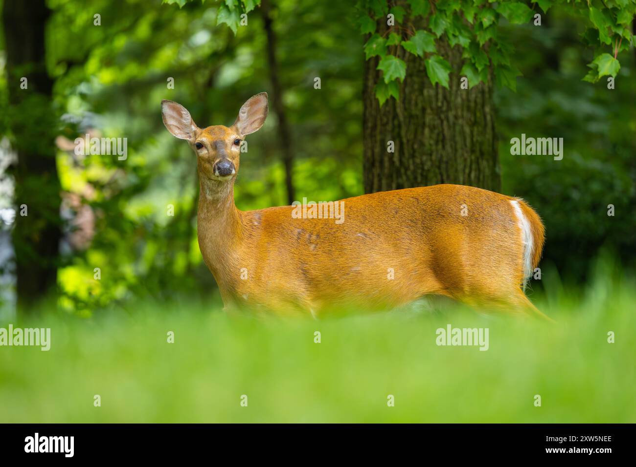 Weißschwanzhirsch im Nahaufnahme-Porträt. Zentrum von New Jersey, USA. Stockfoto
