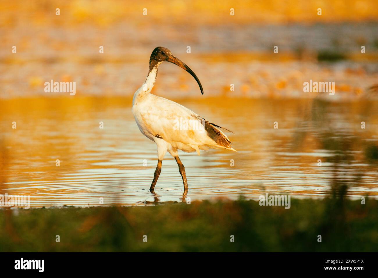 Das australische weiße ibis ist ein Watvogel der ibis Familie Threskiornithidae. Sie ist in weiten Teilen Australiens weit verbreitet. Es hat eine überwiegend wh Stockfoto