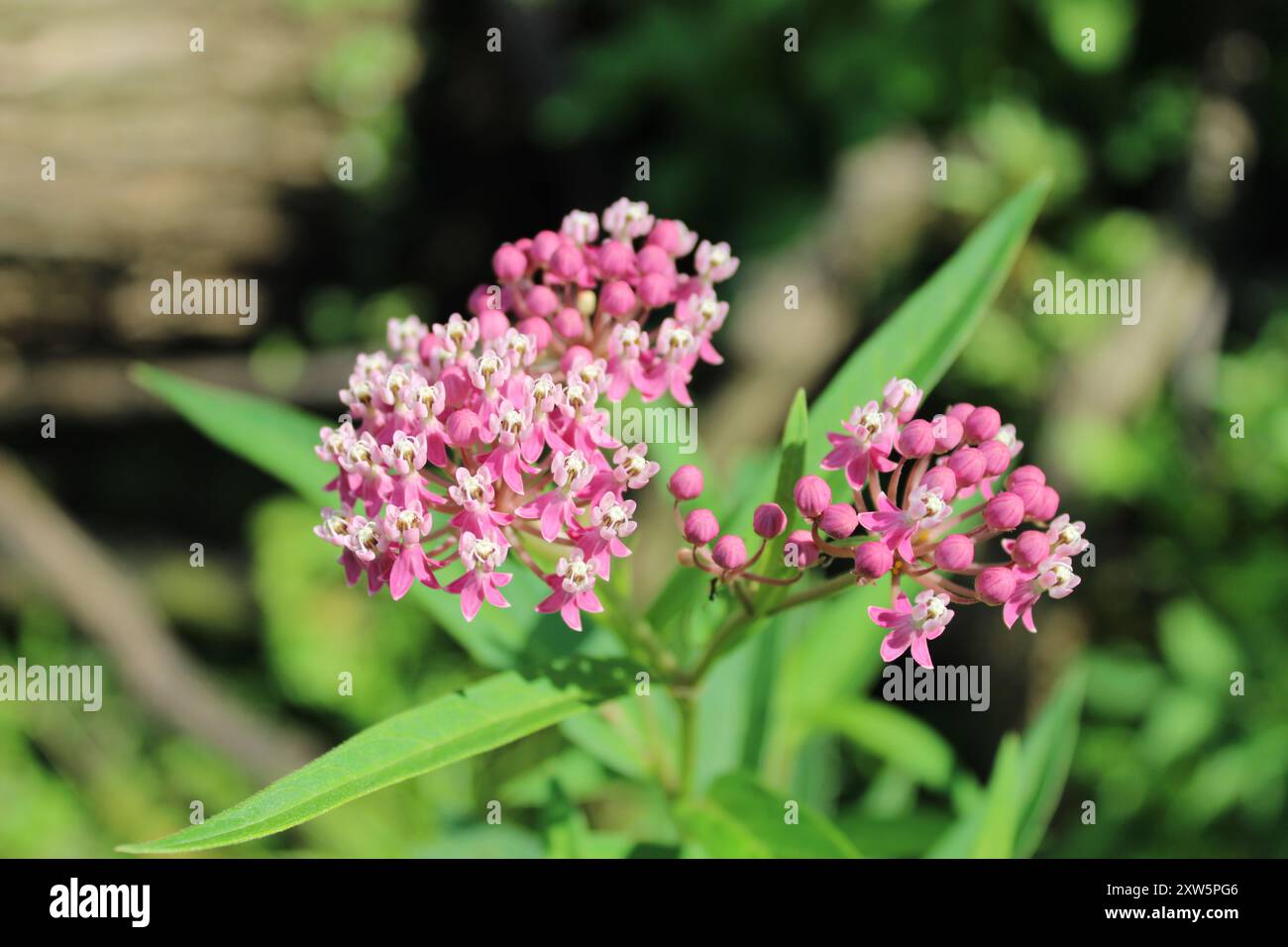 Sumpfmilchweed blüht im Camp Ground Road Woods Stockfoto