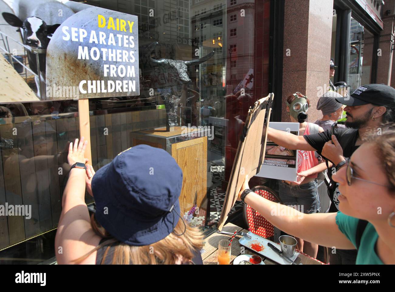 London, England, Großbritannien. August 2024. Während der Demonstration zeigen Demonstranten den Gästen im Angus Steakhouse am Piccadilly Circus Schilder. Die Demonstranten treten für Gerechtigkeit, Respekt und Frieden für Tiere ein und gegen Ausbeutung und Unterdrückung. Sie versammeln sich, um jetzt Tierbefreiung zu fordern und in Solidarität mit allen Arten auf dem Planeten zu marschieren. (Kreditbild: © Martin Pope/ZUMA Press Wire) NUR REDAKTIONELLE VERWENDUNG! Nicht für kommerzielle ZWECKE! Stockfoto