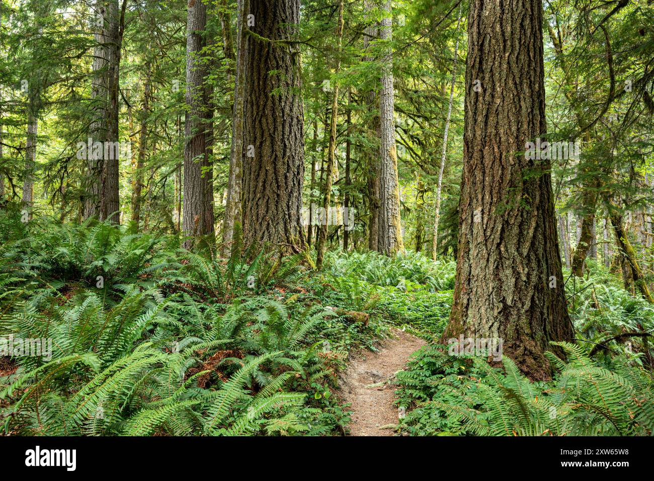 WA25565-00...WASHINGTON - Waldszene am West Elwha Trail im Olympic National Park. Stockfoto