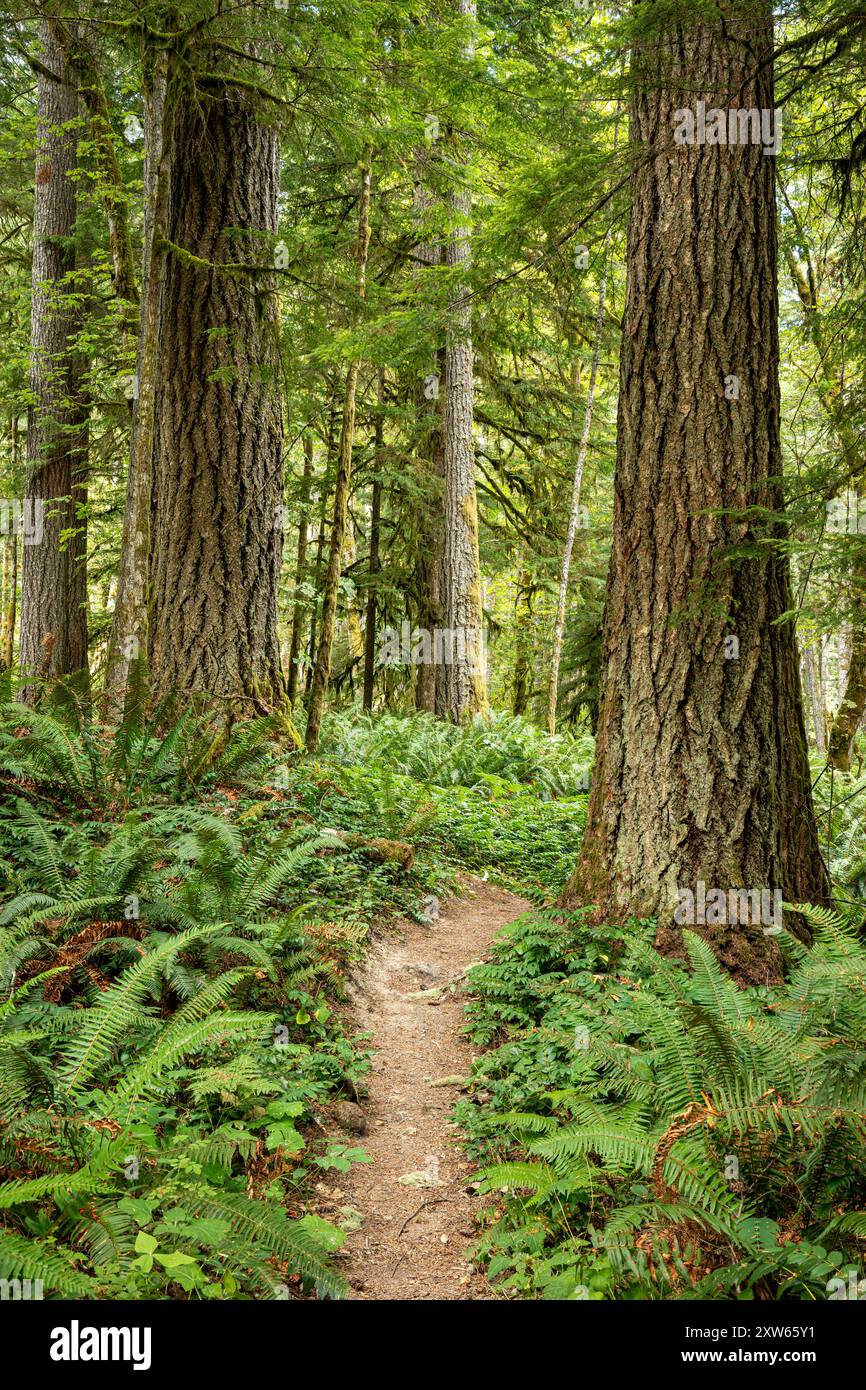 WA25566-00...WASHINGTON - Waldszene am West Elwha Trail im Olympic National Park. Stockfoto