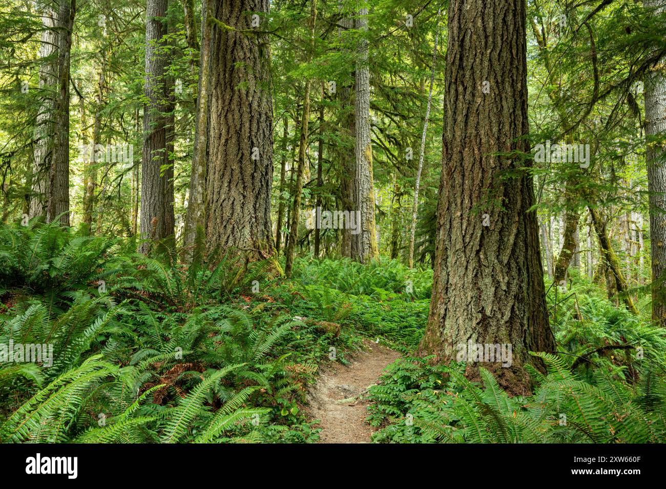 WA25567-00...WASHINGTON - Waldszene am West Elwha Trail im Olympic National Park. Stockfoto