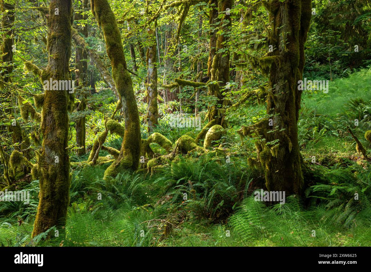 WA25566-00...WASHINGTON - Waldszene am West Elwha Trail im Olympic National Park. Stockfoto