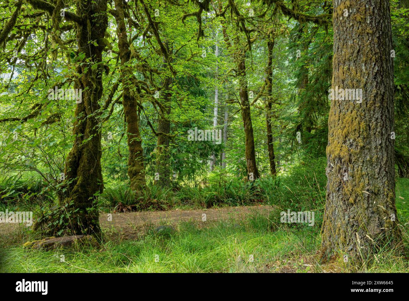 WA25567-00...WASHINGTON - Moosbedeckte Big Leaf Ahornbäume im Altaire Picknickbereich im Olympic National Park. Stockfoto