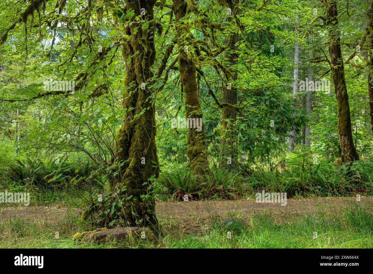 WA25570-00...WASHINGTON - Moosbedeckte Big Leaf Ahornbäume im Altaire Picknickbereich im Olympic National Park. Stockfoto