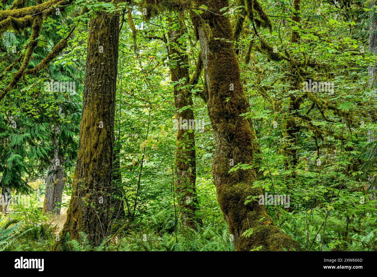 WA25571-00...WASHINGTON - Moosbedeckte Big Leaf Ahornbäume im Altaire Picknickbereich im Olympic National Park. Stockfoto