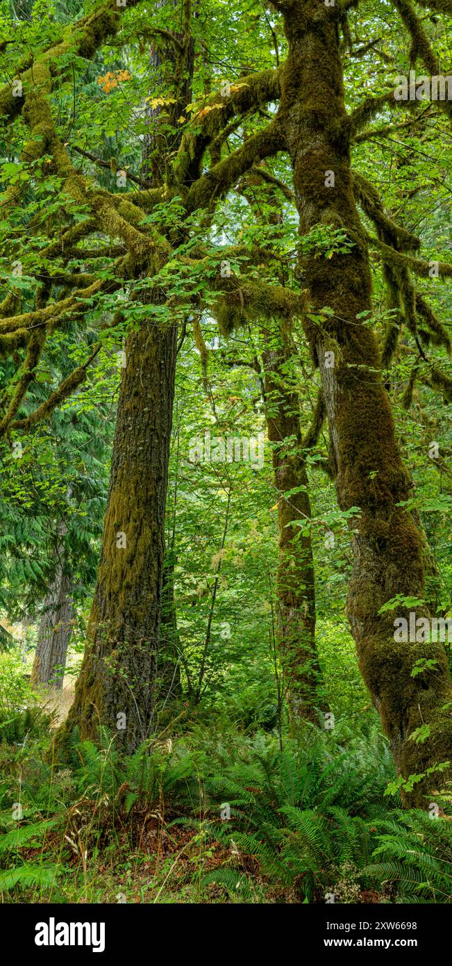 WA25575-00...WASHINGTON - Moosbedeckte Big Leaf Ahornbäume im Altaire Picknickbereich im Olympic National Park. Stockfoto