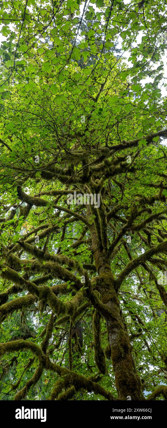 WA25576-00...WASHINGTON - Panoramablick auf den moosbedeckten Big Leaf Ahornbaum im Altaire Picknickbereich im Olympic National Park. Stockfoto