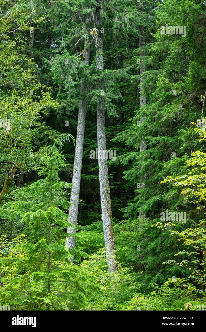 WA25577-00...WASHINGTON - Wald am Elwha River im Olympic National Park. Stockfoto
