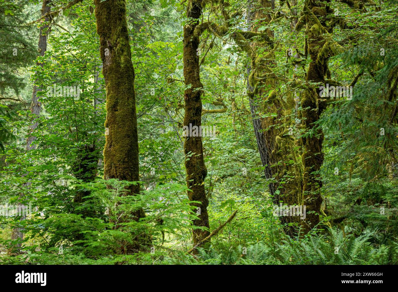 WA25577-00...WASHINGTON - moosbedeckte Bäume am Elwha River im Olympic National Park. Stockfoto