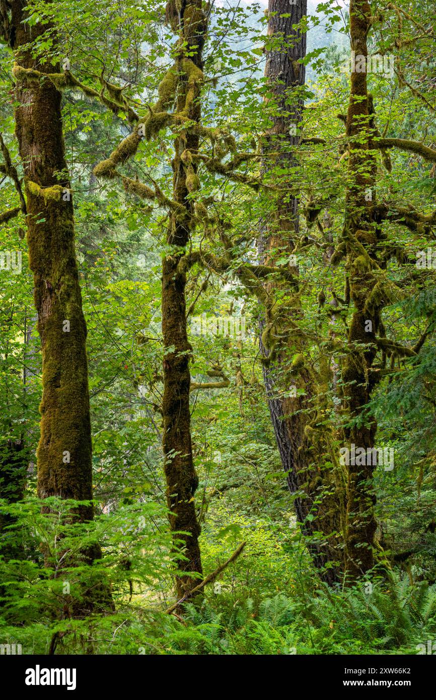 WA25579-00...WASHINGTON - moosbedeckte Bäume am Elwha River im Olympic National Park. Stockfoto