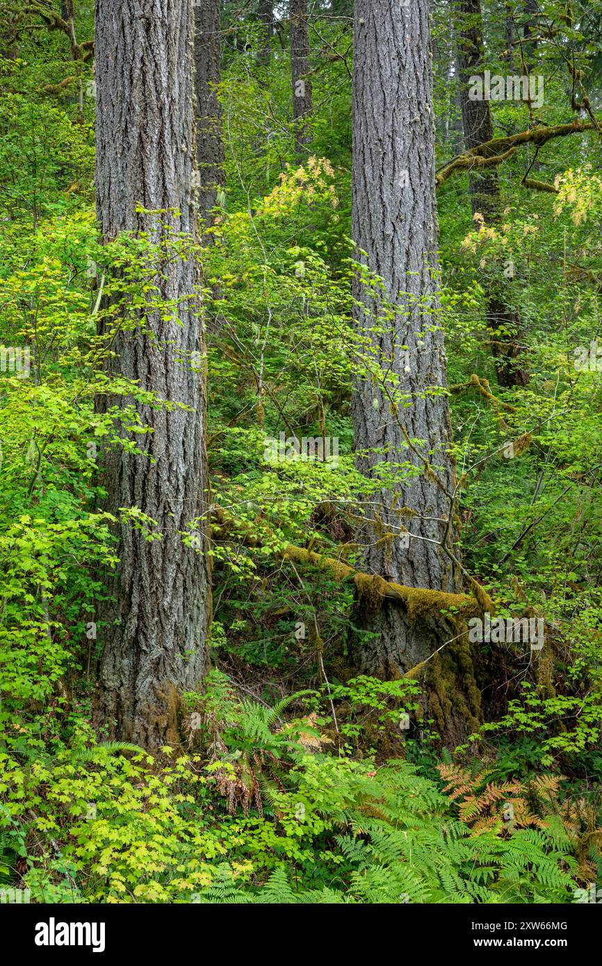 WA25580-00...WASHINGTON - gerade, hohe Bäume wachsen im Vardent-Wald entlang des Elwha River; Olympic National Park. Stockfoto