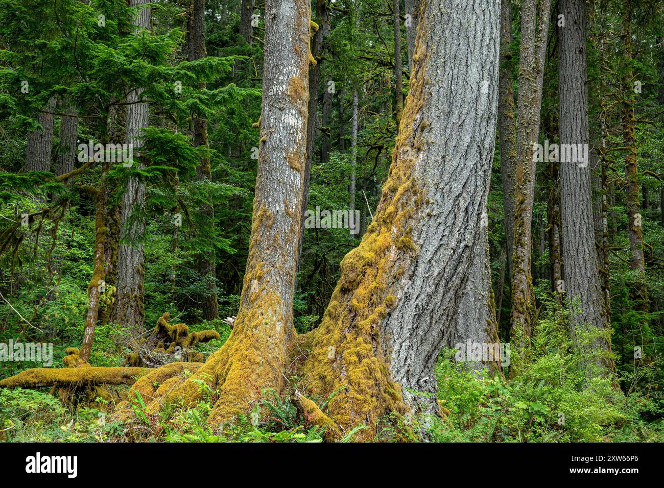 WA25582-00...WASHINGTON - hohe Bäume wachsen im grünen Wald entlang des Elwha River; Olympic National Park. Stockfoto