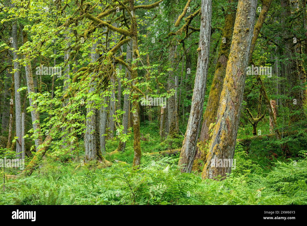 WA25584-00...WASHINGTON - hohe Bäume wachsen im grünen Wald entlang des Elwha River; Olympic National Park. Stockfoto