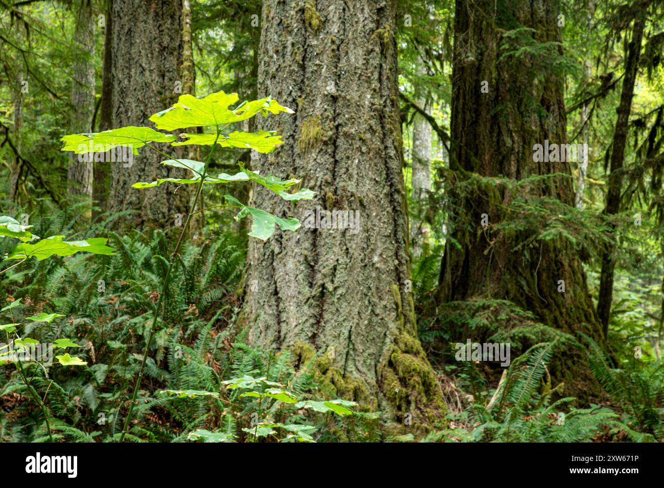 WA25586-00...WASHINGTON - Big Leaf Ahornbäume sprießen zwischen den Nadelbäumen entlang des West Elwha River Trail im Olympic National Park. Stockfoto