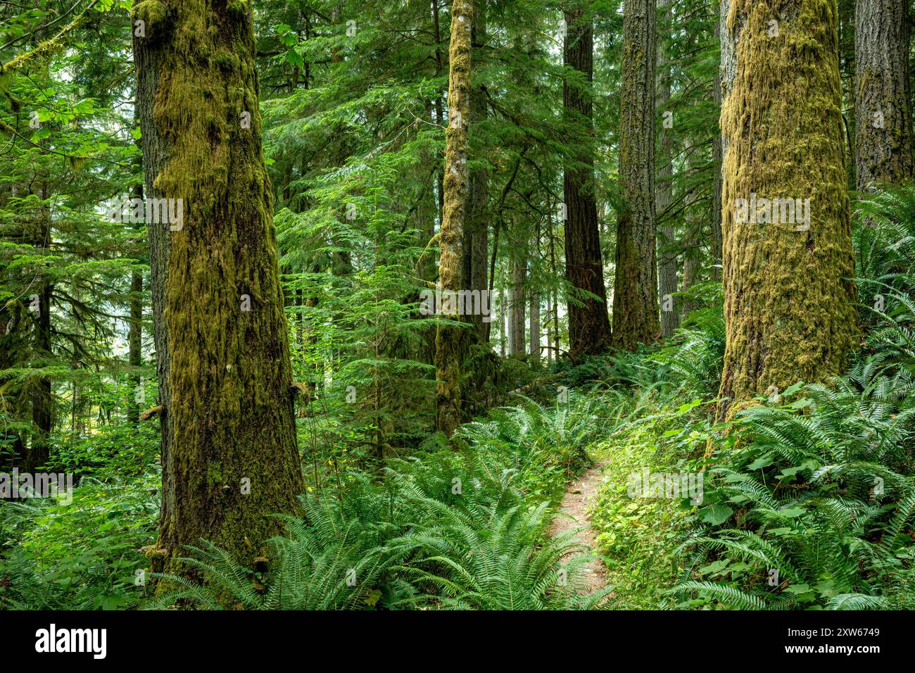 WA25587-00...WASHINGTON - hohe Bäume wachsen im grünen Wald entlang des Elwha River; Olympic National Park. Stockfoto