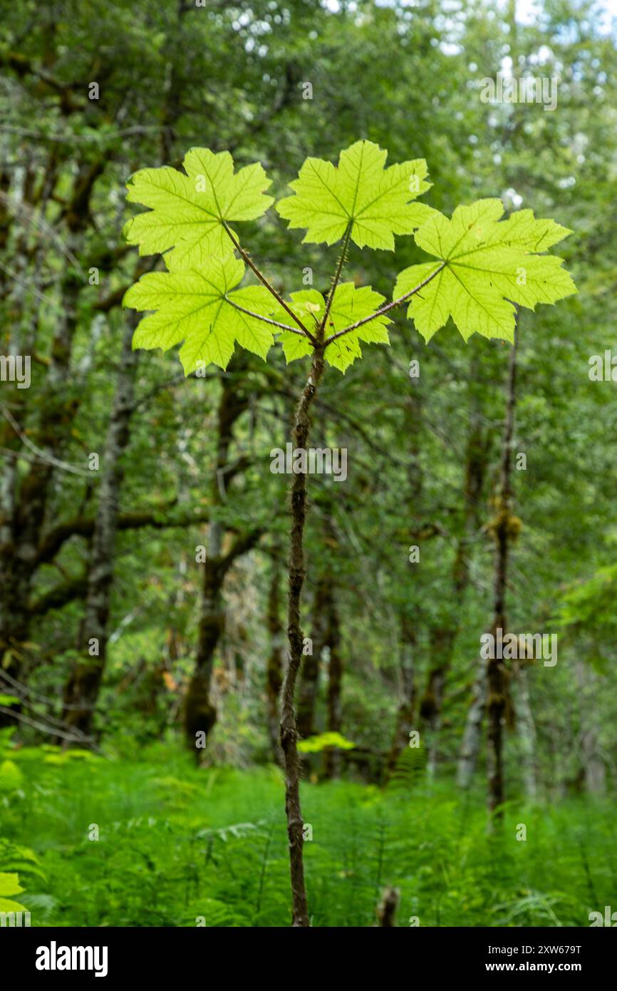 WA25592-00...WASHINGTON - Devils Club, (Oplopanax horridum), wächst auf einer offenen Wiese in der Nähe von Olympic Hot Springs, Olympic National Park. Stockfoto