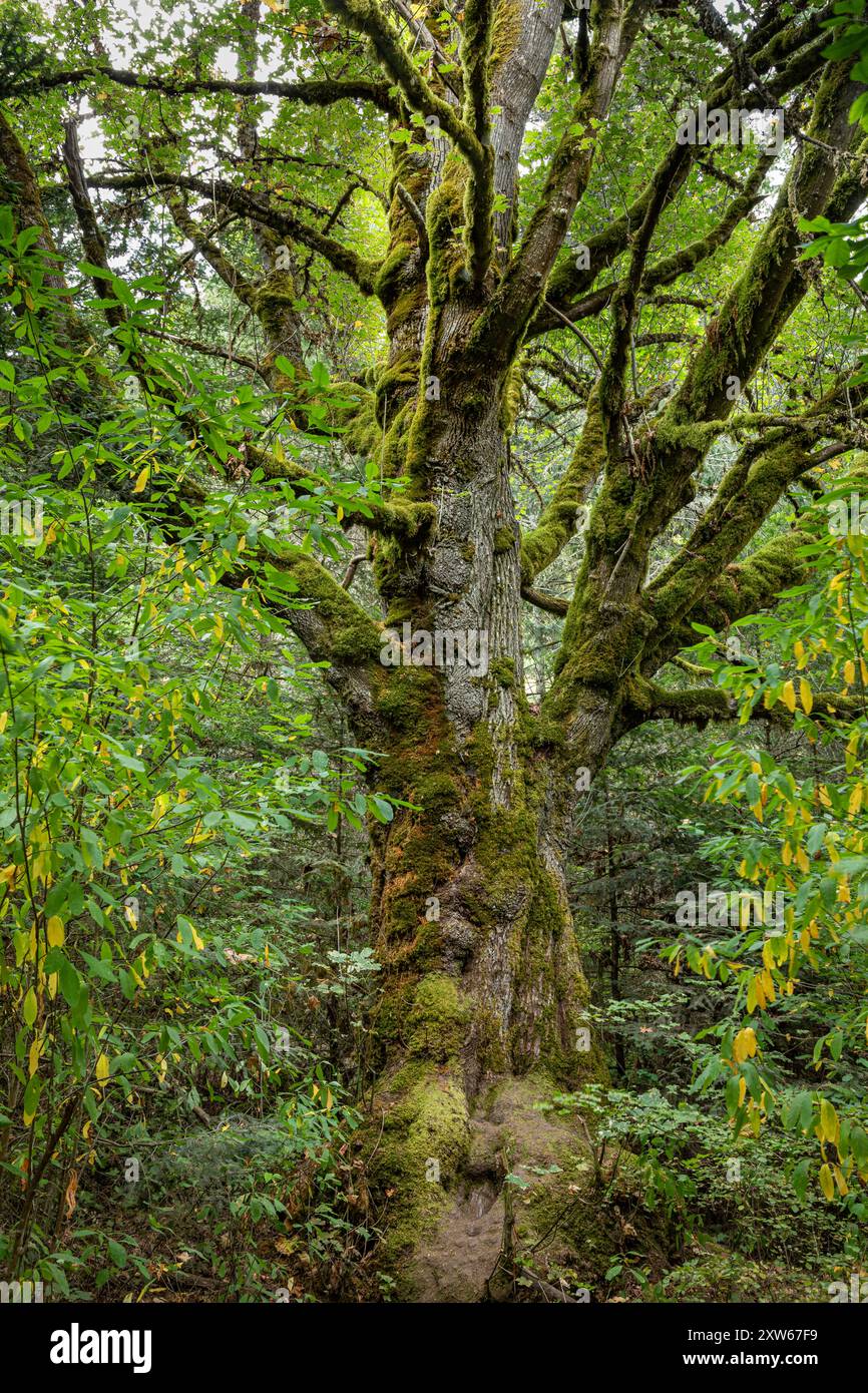 WA25595-00...WASHINGTON - Alter, großer, moosbedeckter Big Leaf Maple Baum auf dem Weg zu den Madison Falls; Olympic National Park. Stockfoto