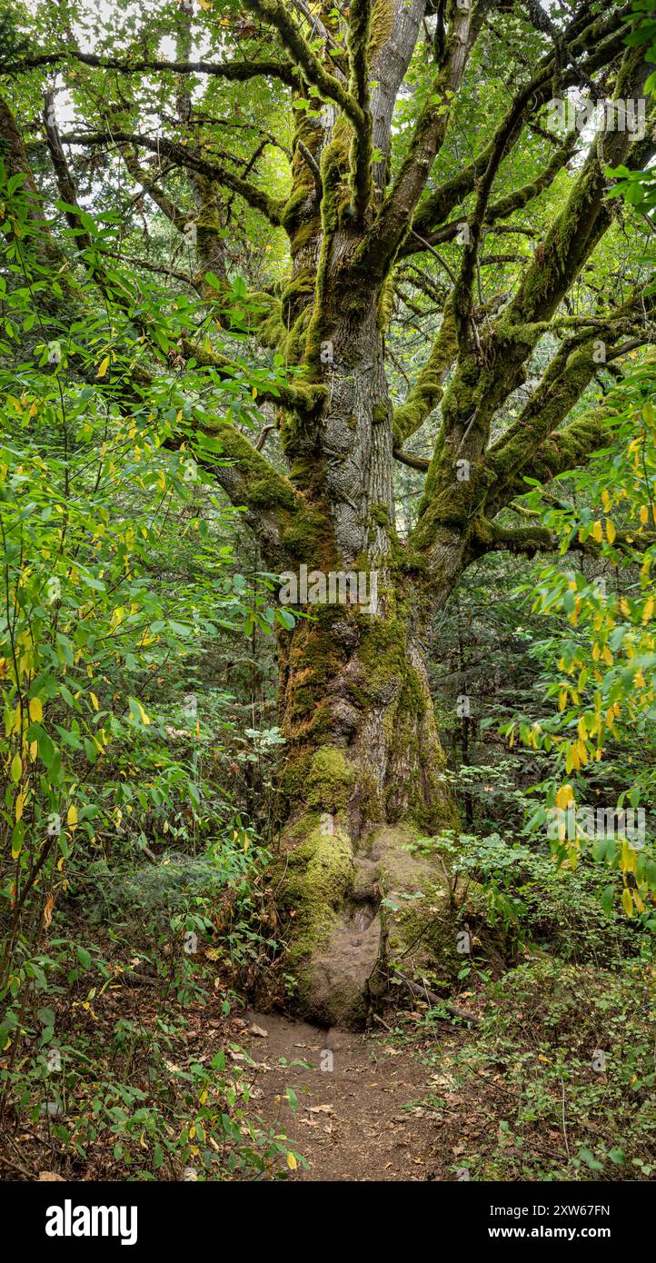 WA25596-00...WASHINGTON - Alter, großer, moosbedeckter Big Leaf Maple Baum auf dem Weg zu den Madison Falls; Olympic National Park. Stockfoto