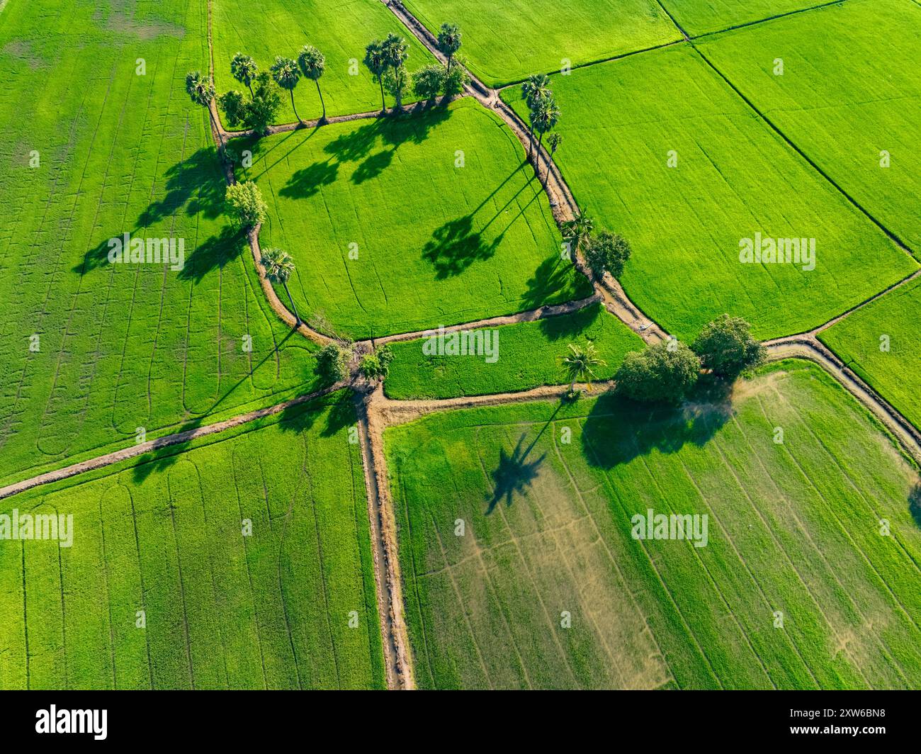 Blick aus der Vogelperspektive auf das üppige grüne Reisfeld mit Zuckerpalmen. Nachhaltige Agrarlandschaft. Nachhaltige Reiszucht. Reisanbau. Grünes Land Stockfoto