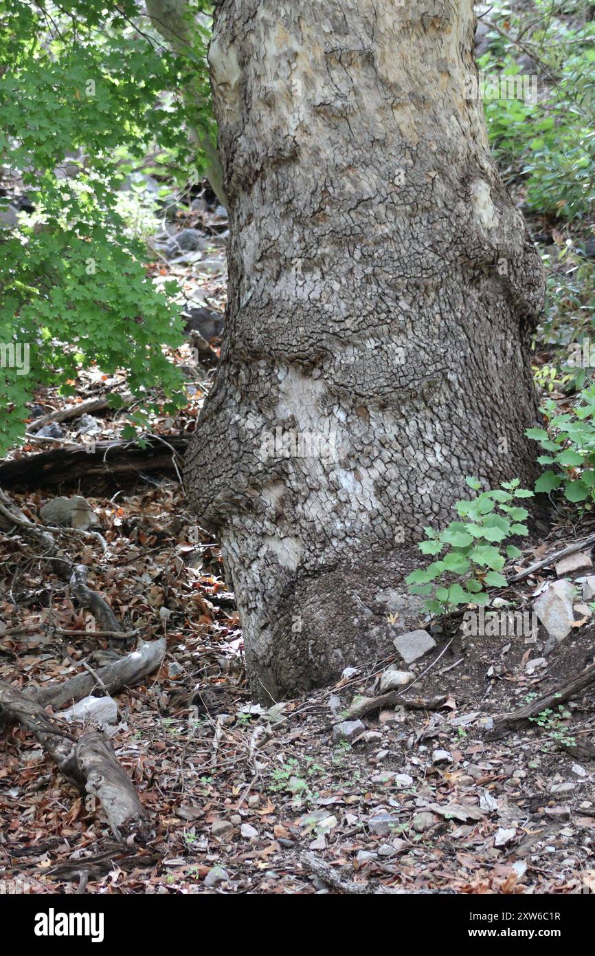 Ein Laubbaumstamm am Ramsey Canyon in Hereford, Arizona Stockfoto