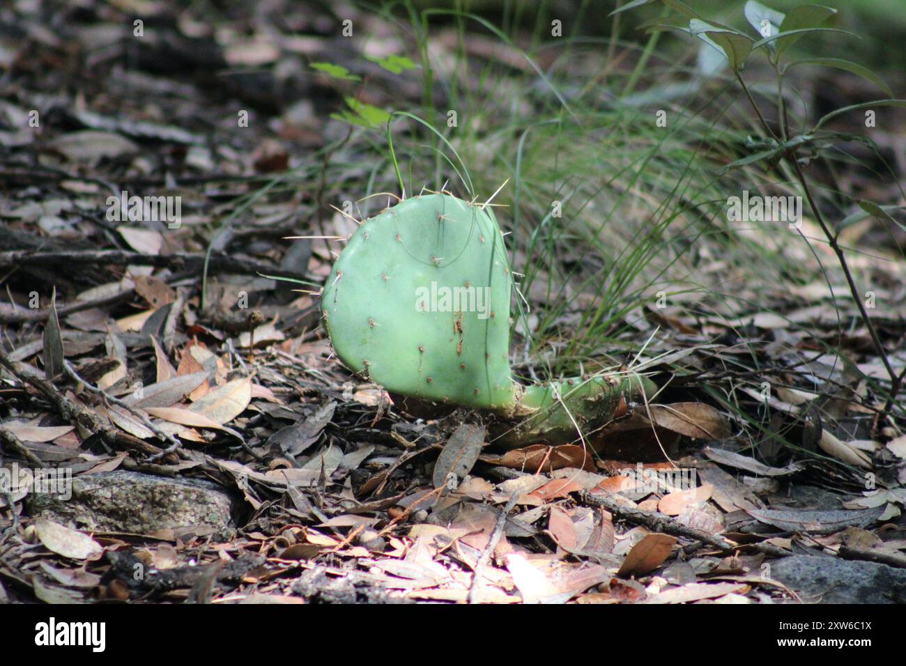 Nahaufnahme eines Stück Kakteen im Ramsey Canyon in Hereford, Arizona Stockfoto