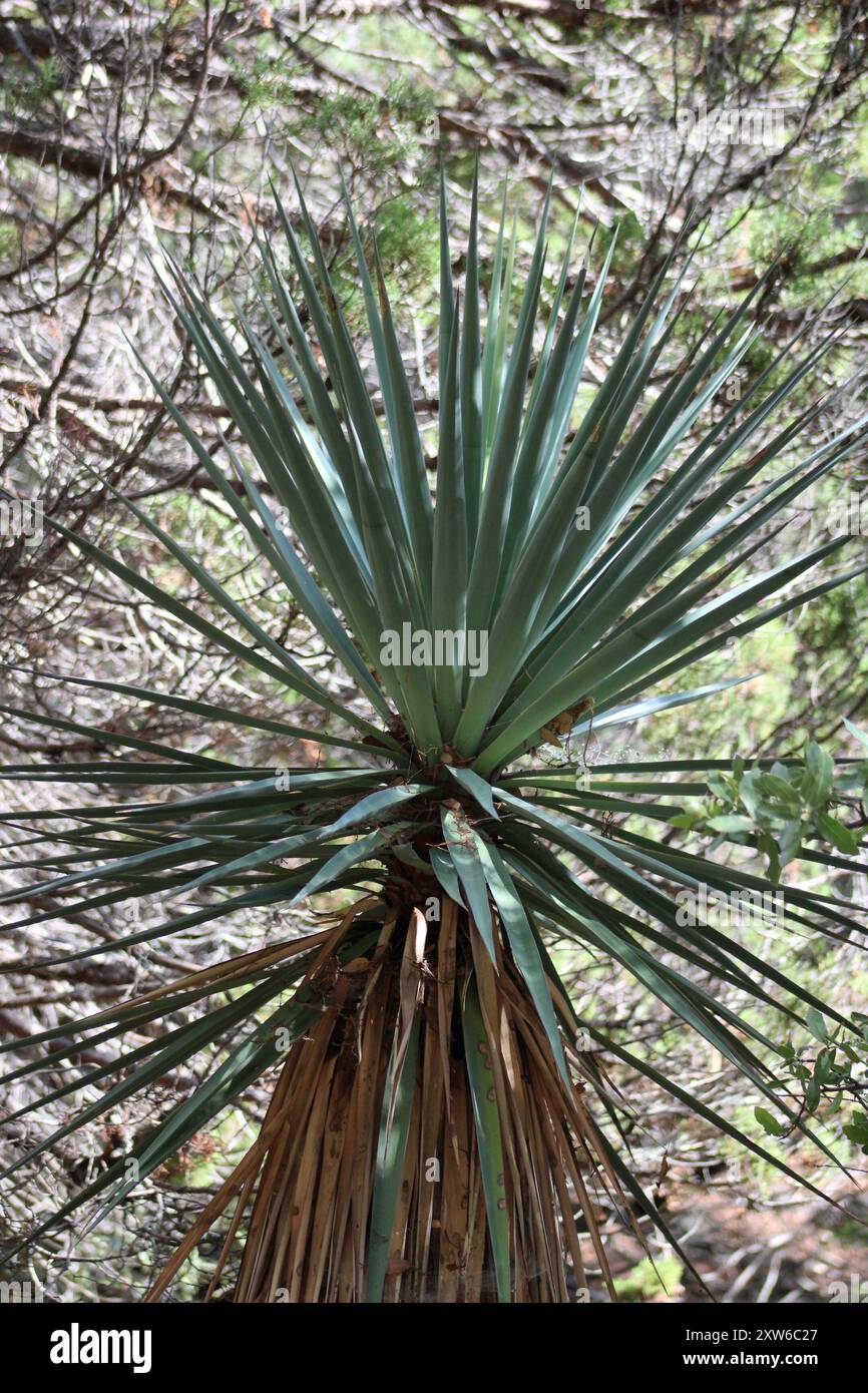 Detaillierte Ansicht einer Yucca-Pflanze am Ramsey Canyon in Hereford, Arizona Stockfoto
