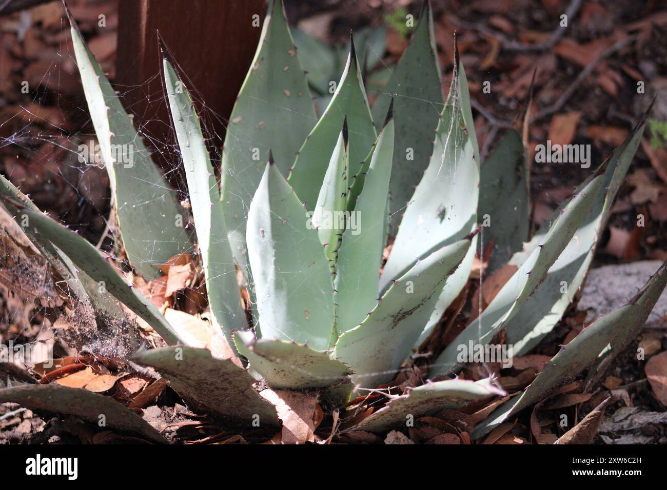Nahaufnahme einer Agave mit Spinnennetz im Ramsey Canyon in Hereford, Arizona Stockfoto
